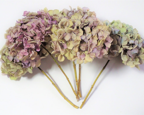 ドライフラワー｛秋色アジサイ、シラン、タカサゴユリ　等｝花材　リース　スワッグ等 ドライフラワー｛秋色アジサイ、シラン、タカサゴユリ 等｝花材