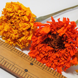 「  マリーゴールド  」ドライフラワー 枝付き 5本  自然乾燥中 無着色 スワッグ、リース 、ハーバリウムなど 花材 3枚目の画像