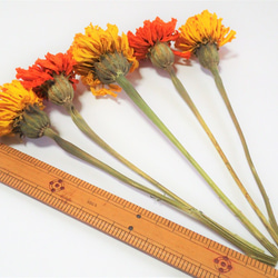 「  マリーゴールド  」ドライフラワー 枝付き 5本  自然乾燥中 無着色 スワッグ、リース 、ハーバリウムなど 花材 4枚目の画像