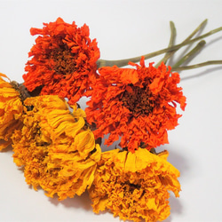 「  マリーゴールド  」ドライフラワー 枝付き 5本  自然乾燥中 無着色 スワッグ、リース 、ハーバリウムなど 花材 5枚目の画像