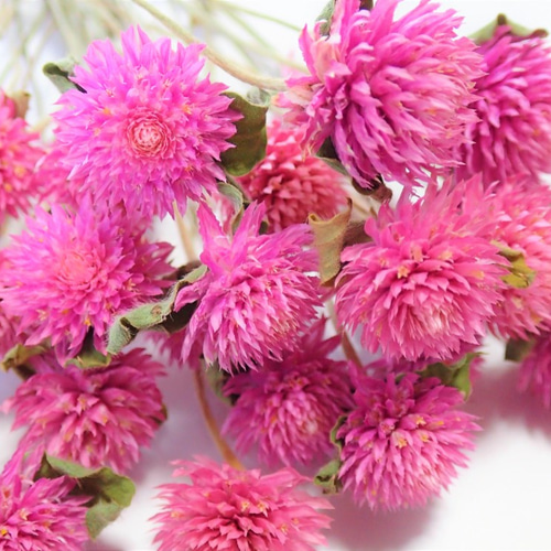 千日紅 ピンク 枝付き30本 」ドライフラワー 無着色 自然乾燥