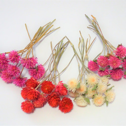 ドライフラワー　リース　スワッグ　千日紅　秋　クリスマス　お正月 ドライフラワー リース スワッグ 千日紅 秋 クリスマス お正月 千日紅