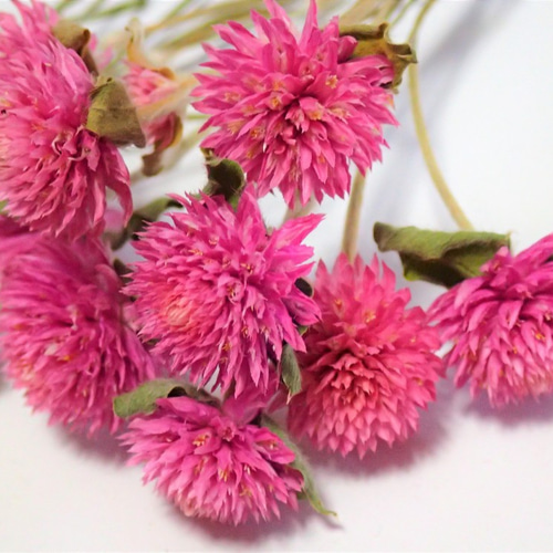 千日紅 枝付き 4種 各10本 」ドライフラワー 今年収穫 乾燥中