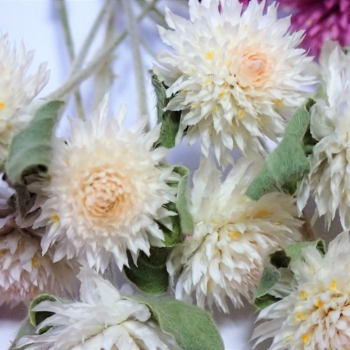 ＊Natural＊赤い千日紅とホワイトリース＊ドライフラワーリース Amazon.co.jp: ドライフラワー 千日紅のリース : ホビー