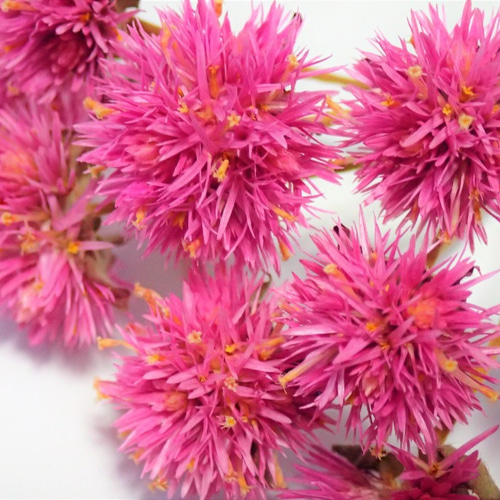 ドライフラワー❇️紅ヅル オリジナルリース用❣️ ドライフラワー