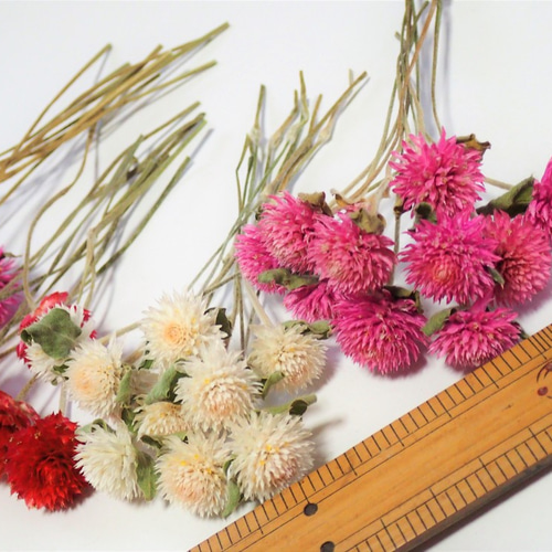 千日紅 枝付き 4種 各10本 」ドライフラワー 今年収穫 乾燥中