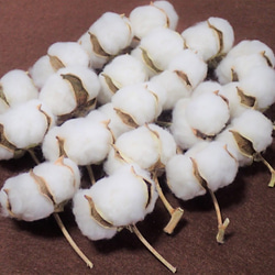花材「 綿花 」 白綿 20個 ドライフラワー　自然乾燥中 クリスマス ツリー リース 素材に 綿 コットンフラワー 2枚目の画像