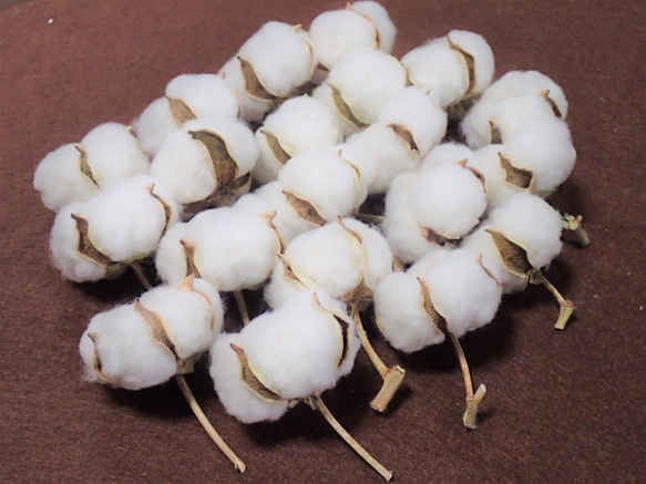 花材「 綿花 」 白綿 20個 ドライフラワー　自然乾燥中 クリスマス ツリー リース 素材に 綿 コットンフラワー 2枚目の画像