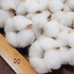 花材「 綿花 」 白綿 20個 ドライフラワー　自然乾燥中 クリスマス ツリー リース 素材に 綿 コットンフラワー 4枚目の画像