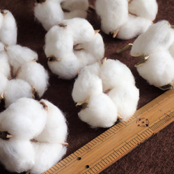花材「 綿花 」 白綿 20個 ドライフラワー　自然乾燥中 クリスマス ツリー リース 素材に 綿 コットンフラワー 5枚目の画像