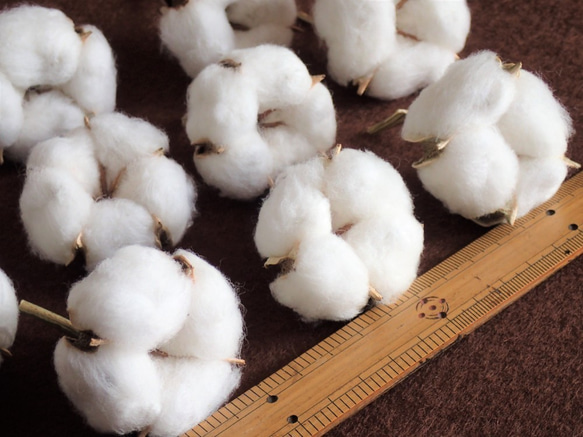 花材「 綿花 」 白綿 20個 ドライフラワー　自然乾燥中 クリスマス ツリー リース 素材に 綿 コットンフラワー 5枚目の画像