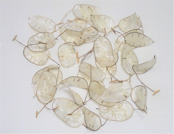 「 ルナリア 50枚 」のドライフラワー  ナチュラル インテリア ハーバリウム レジンなど ハンドメイドの花材、素材に 1枚目の画像