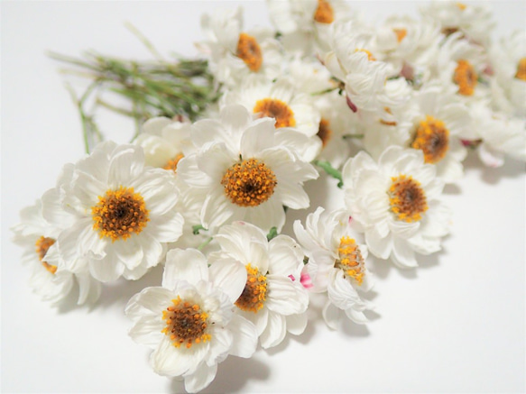 「 花かんざし 茎付き30本 」のドライフラワー  今年収穫 ハーバリウム レジン ハンドメイド素材、花材 2枚目の画像