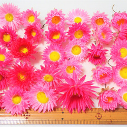 「 姫貝細工 30個 」のドライフラワー リース 、ハーバリウムなど 花材に　ヒロハノハナカンザシ 6枚目の画像