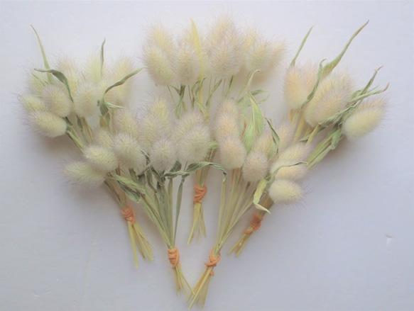 ラグラスバニーテール 葉付き50本 」 ドライフラワー 無着色 リース