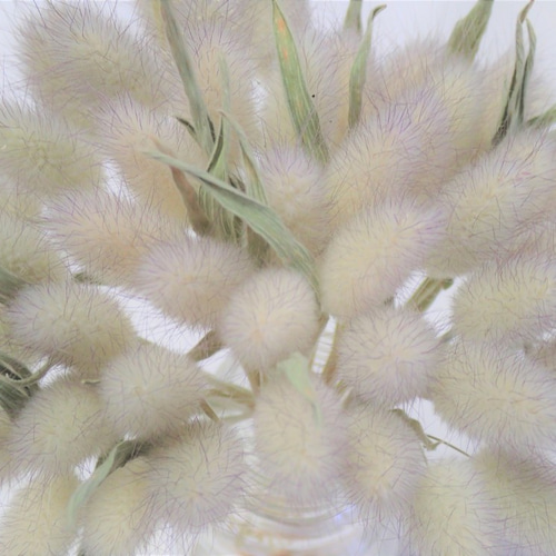 ドライフラワーラグラスバニーテールくすみカラーミックス100本 ドライ