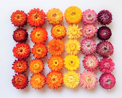 帝王貝細工 30個 」のドライフラワー リース 、ハーバリウムなど 花材