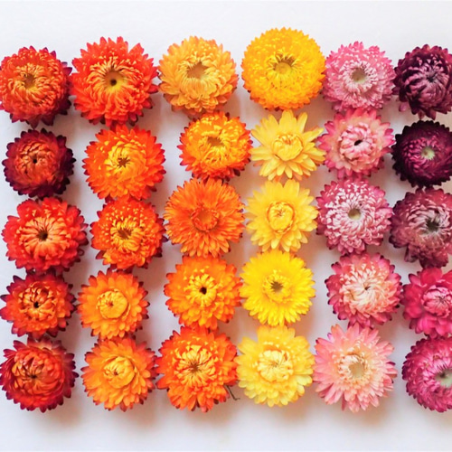 帝王貝細工 30個 」のドライフラワー リース 、ハーバリウムなど 花材