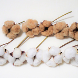 花材「 綿花 」 白綿 5個、茶綿 5個 ドライフラワー 自然乾燥中 ツリー リース テラリウム 素材に 綿 1枚目の画像