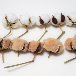 花材「 綿花 」 白綿 5個、茶綿 5個 ドライフラワー 自然乾燥中 ツリー リース テラリウム 素材に 綿 2枚目の画像