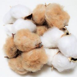 花材「 綿花 」 白綿 5個、茶綿 5個 ドライフラワー 自然乾燥中 ツリー リース テラリウム 素材に 綿 3枚目の画像