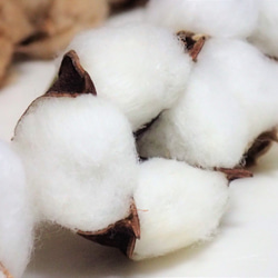 花材「 綿花 」 白綿 5個、茶綿 5個 ドライフラワー 自然乾燥中 ツリー リース テラリウム 素材に 綿 4枚目の画像