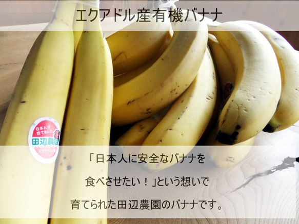 ミニサイズタルト！エクアドル産田辺農園のオーガニックバナナタルト☆お誕生日のギフトにも☆珈琲やお酒にも良く合います！ 人気・おすすめ｜売れ筋商品・話題商品におすすめ 品質チェック済み 安心配送 国内在庫あり・安心サポート付き