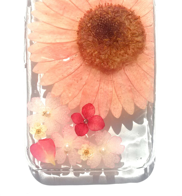 iPhoneSE，5,5S 手機殼“粉色非洲菊⑤” 第3張的照片