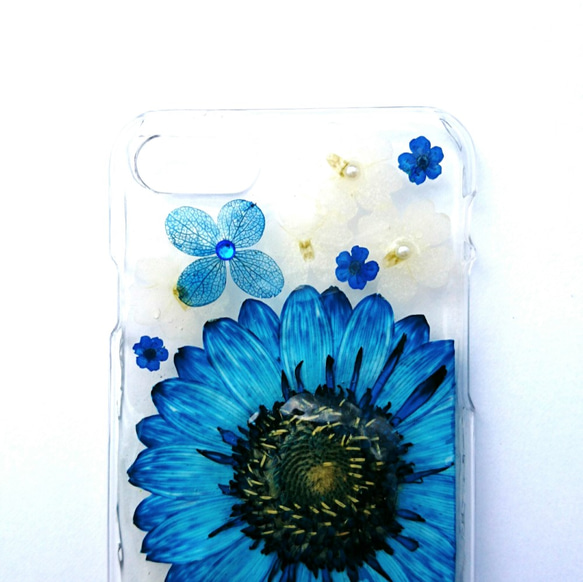 在iPhone的情況下，各種相應的“水藍非洲菊” 第2張的照片