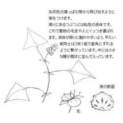 くっつくたねのイヤリング　/空想の種のガラスピアス 4枚目の画像