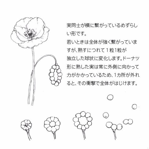 花式種子耳環/花式種子玻璃耳環 第3張的照片