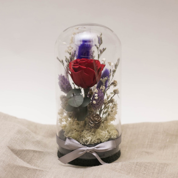 奇比植作]（赤いバラ、紫色の庭）永遠の花の園の星瓶8X16 - ドライ