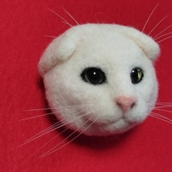 白のスコティッシュフォールドの猫ブローチ381 羊毛フェルト　猫　リアル　ぬいぐるみ　愛猫　スコティッシュフォールド 3枚目の画像