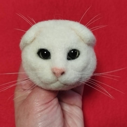白のスコティッシュフォールドの猫ブローチ381 羊毛フェルト　猫　リアル　ぬいぐるみ　愛猫　スコティッシュフォールド 5枚目の画像
