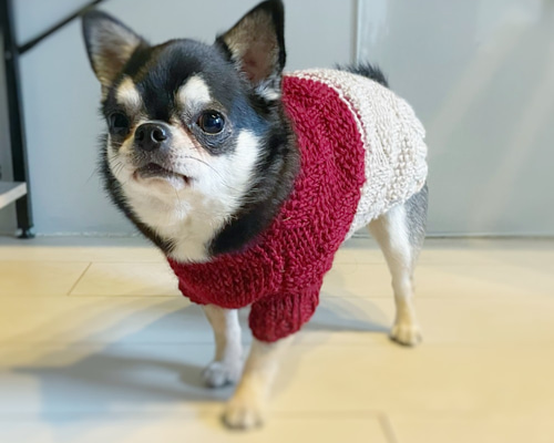 犬服＊手編み編み込みバイカラーニット ペット服・アクセサリー TAKE