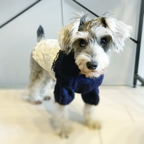犬服＊手編み編み込みバイカラーニット ペット服・アクセサリー TAKE