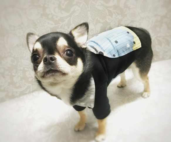 犬服＊スウェット切り替えシャツ 3枚目の画像