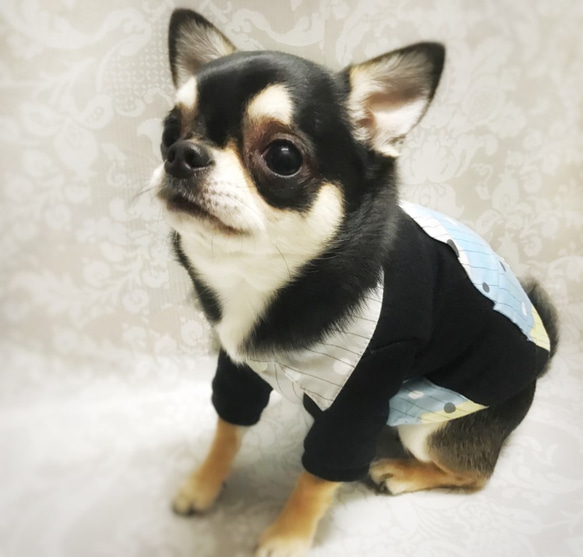 犬服＊スウェット切り替えシャツ 4枚目の画像