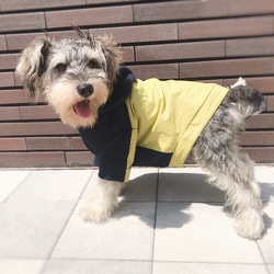 ＊犬服 バイカラーパーカー＊ 6枚目の画像