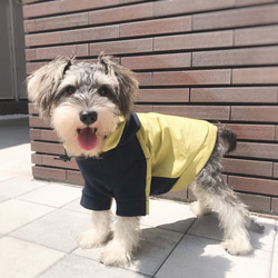 ＊犬服 バイカラーパーカー＊ 7枚目の画像