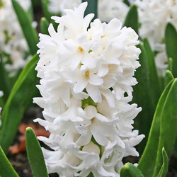 ヒヤシンス カーネギー 1球（球根） 白 水栽培 水耕栽培 その他素材