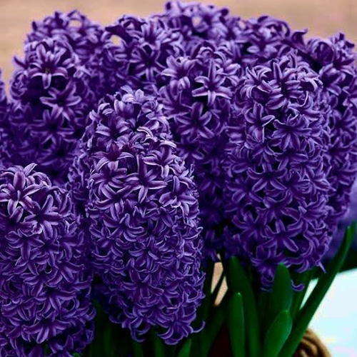 ピータースチューブサント 1球（球根） ヒヤシンス 芳香 水栽培