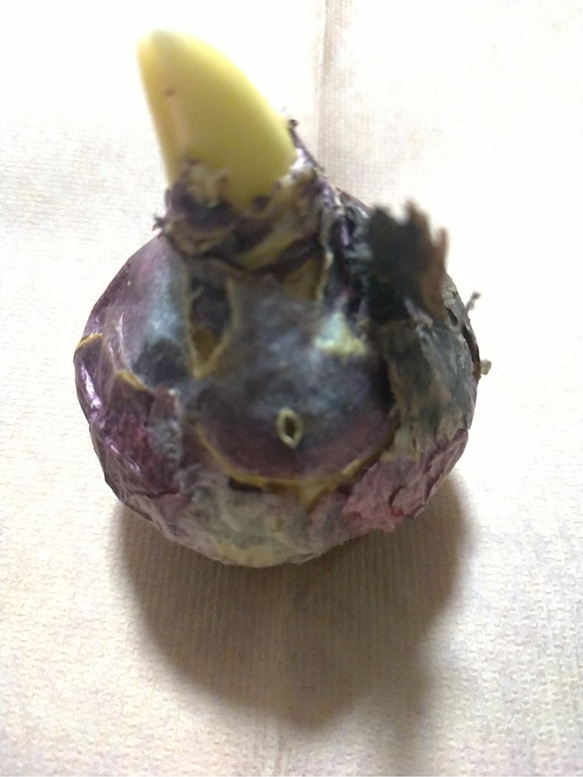 ピータースチューブサント　１球（球根）　ヒヤシンス　芳香　水栽培　 2枚目の画像