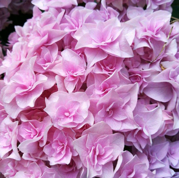楽天市場】早咲きさくら 【啓翁桜 （けいおうざくら）】 1年生