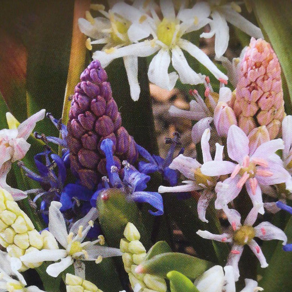 期間限定★つりがね草　ビフォーリアロゼア　２株　寄せ植えにも！ シラー 1枚目の画像