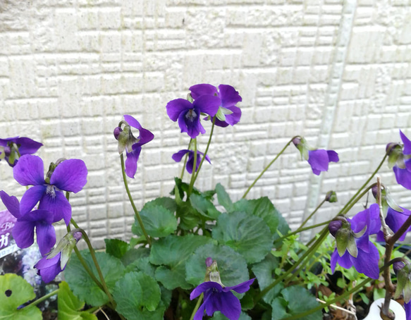 ニオイスミレ ハカタ紫 1株 ☆ 菫 スミレ冬を乗り越え咲く宿根スミレ