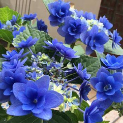 ✿Dom❤Mia様 2点 紫陽花　アジサイ　エスメラルダ　ネイビーブルー flower arrangement 枕花に
