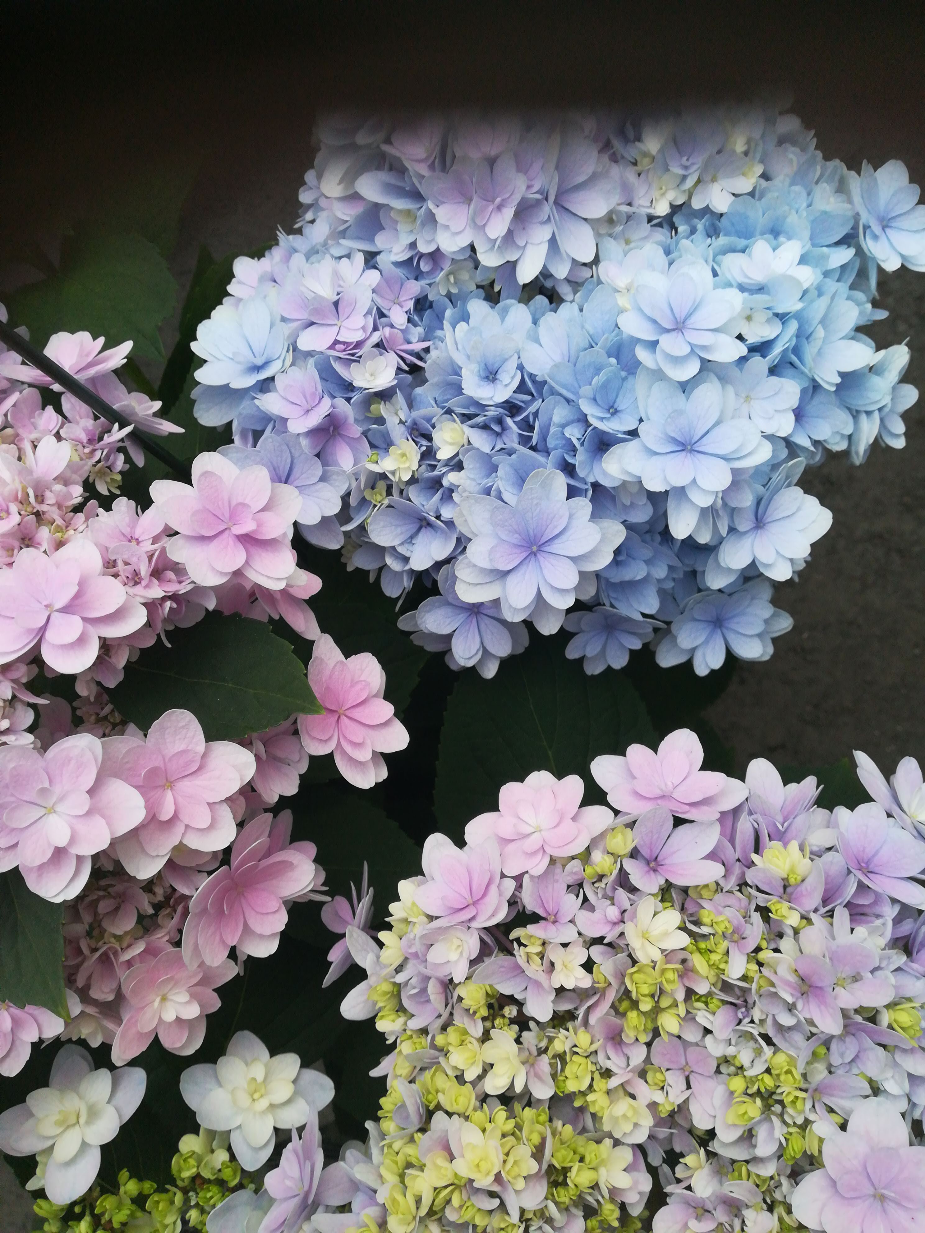 紫陽花 挿し木用枝 1本 800円（紫陽花の剪定は時期をねらえば超