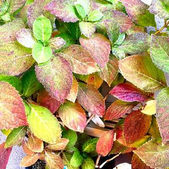 花なし♦来季用♦ブーケ咲き 紫陽花 佳澄 切り枝1本 八重ガクアジサイ 2枚目の画像