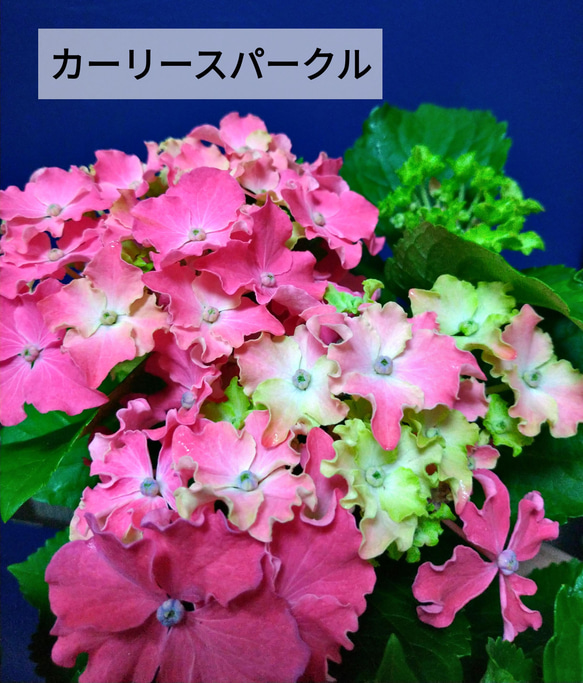 ❗️来季用 花なし❗️カーリースパークル ピンク 切り枝1本 紫陽花 1枚目の画像
